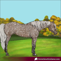 Horse Color:Silver Brown Dun Appaloosa 