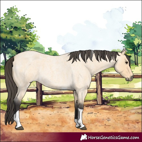 Horse Color:Buckskin Roan Tobiano 