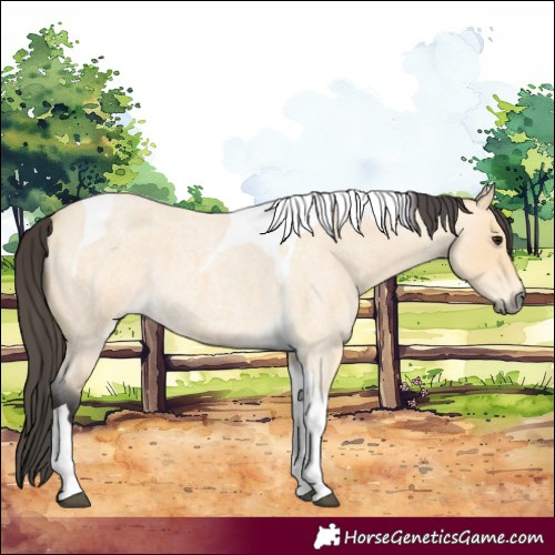 Horse Color:Buckskin Roan Tobiano 