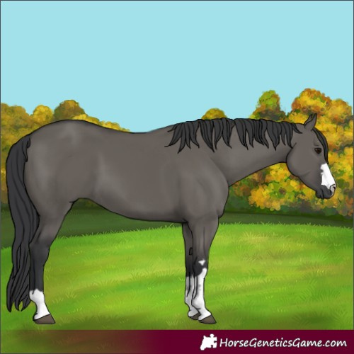 Horse Color:Grullo 