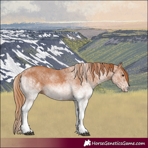 Horse Color:White Spotted Chestnut 