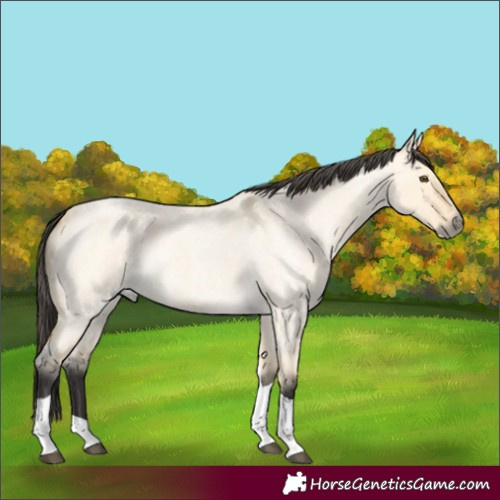 Horse Color:Buckskin Roan Dun Tobiano 