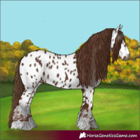 Horse Color:Gray Chestnut Appaloosa 
