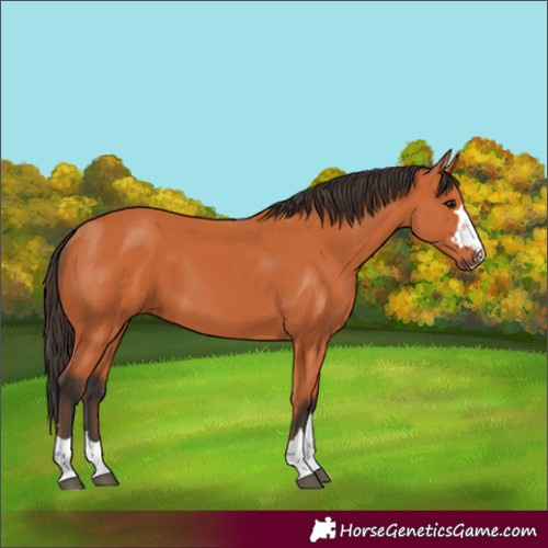 Horse Color:Bay 
