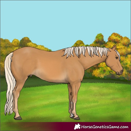 Horse Color:Palomino