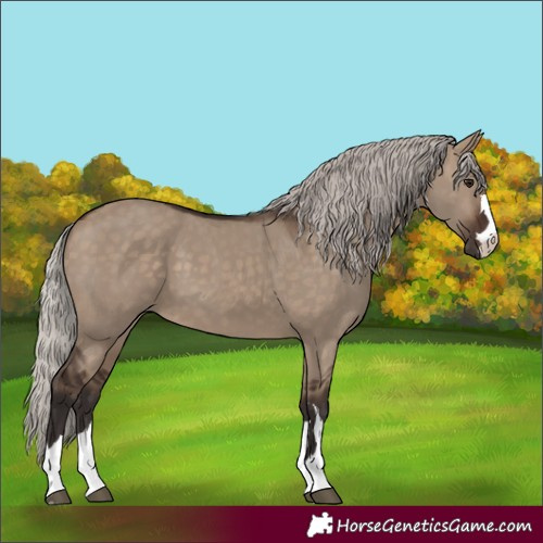 Horse Color:Silver Brown Dun 
