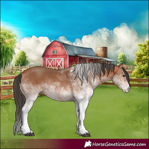 Horse Color:White Spotted Bay