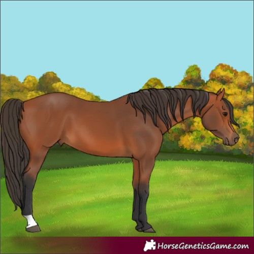 Horse Color:Unknown 