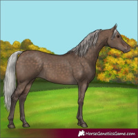 Horse Color:Silver Brown Dun