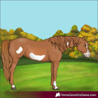 Horse Color:Chestnut Frame
