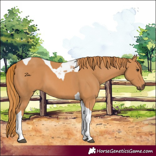 Horse Color:Chestnut Tobiano