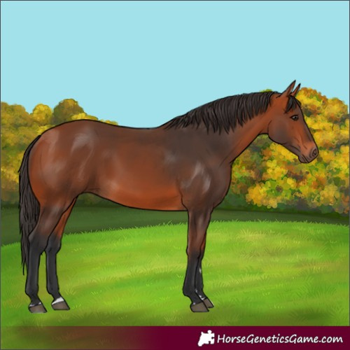 Horse Color:Bay 