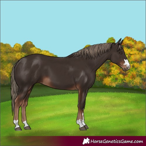 Horse Color:Liver Chestnut 