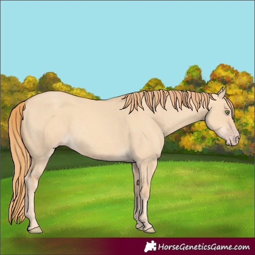 Horse Color:Gold Champagne Dun