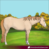 Horse Color:Gold Champagne Dun