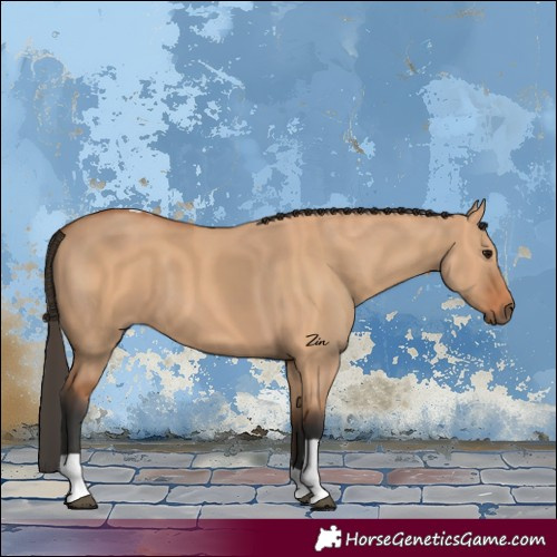 Horse Color:Bay Dun Tobiano