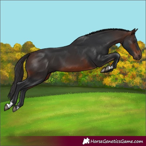 Horse Color:Unknown 