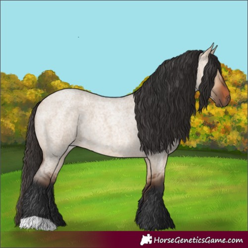 Horse Color:Bay Roan Dun