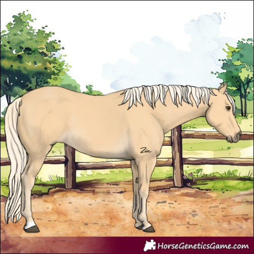 Horse Color:Palomino