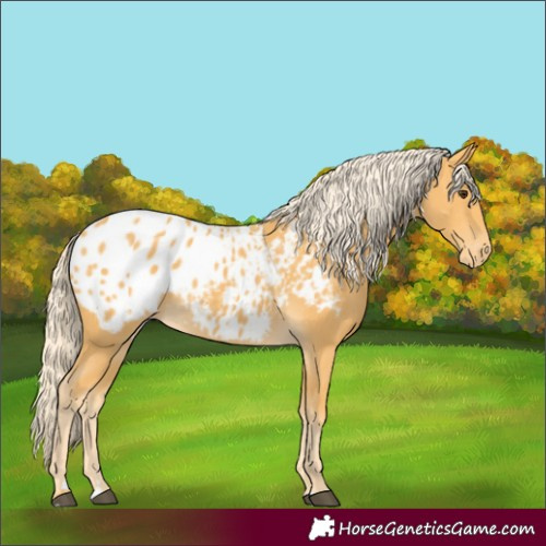 Horse Color:Palomino Appaloosa