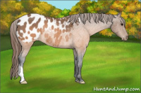 Horse Color:Buckskin Appaloosa Rabicano 