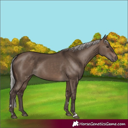 Horse Color:Silver Brown Dun