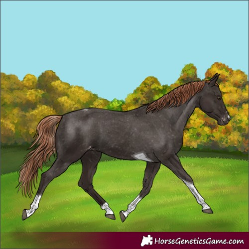 Horse Color:Liver Chestnut Tobiano Appaloosa 