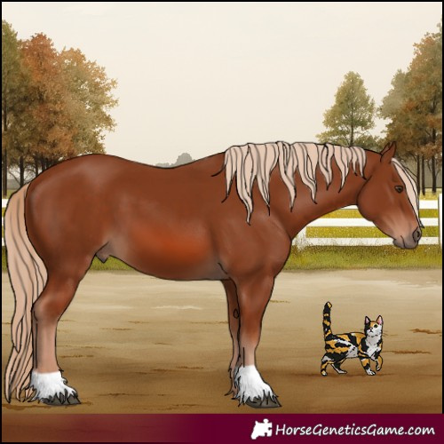 Horse Color:Chestnut 