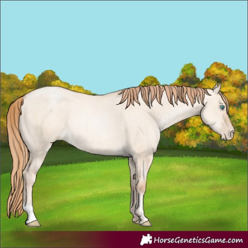 Horse Color:Unknown 