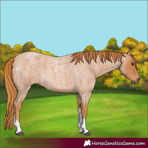 Horse Color:Red Roan Tobiano 