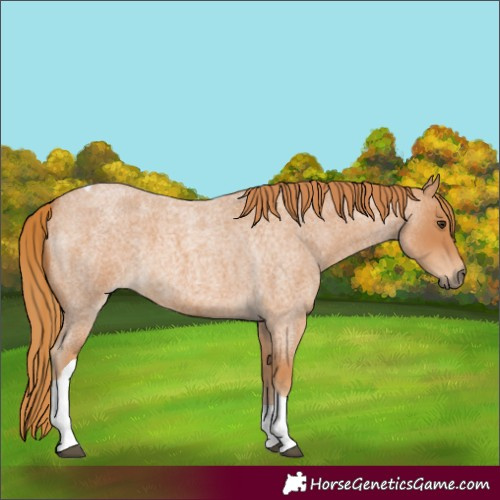 Horse Color:Red Roan Tobiano 