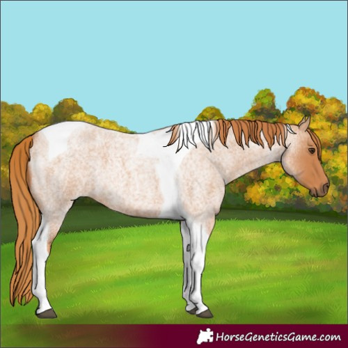 Horse Color:Red Roan Tobiano 