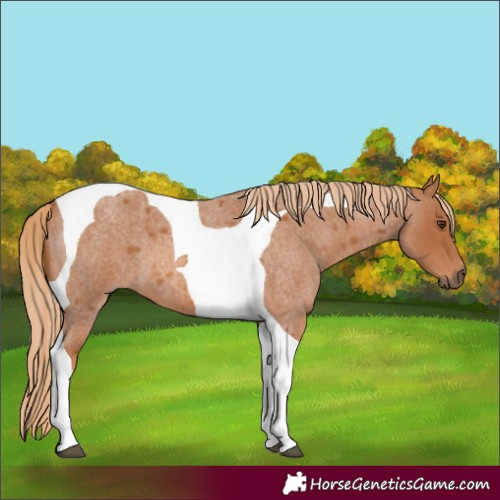 Horse Color:Red Roan Tobiano 
