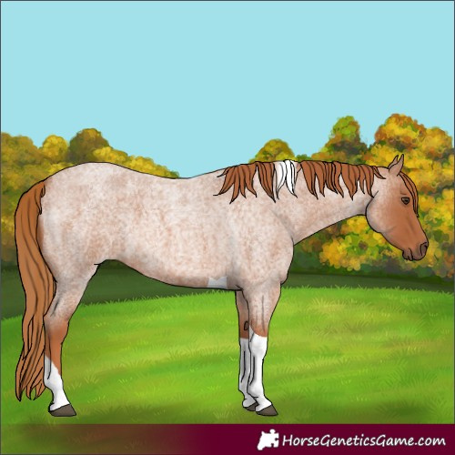 Horse Color:Red Roan Tobiano