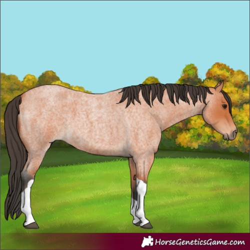 Horse Color:Bay Roan Tobiano