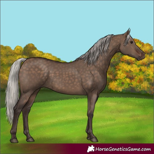 Horse Color:Silver Brown Dun