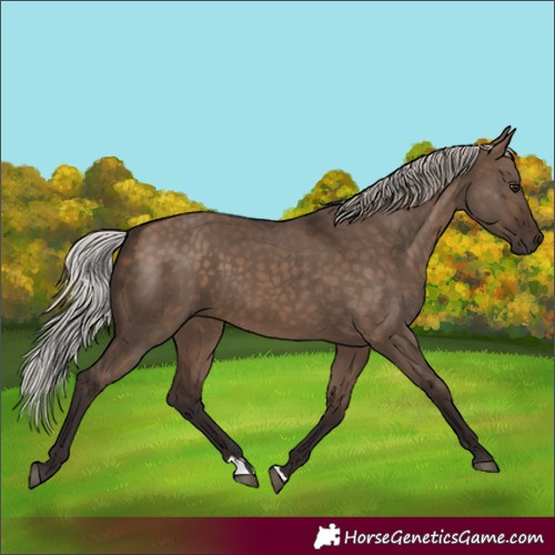Horse Color:Silver Brown Dun 