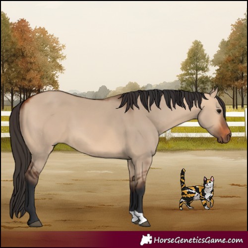 Horse Color:Bay Dun