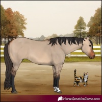 Horse Color:Bay Dun 