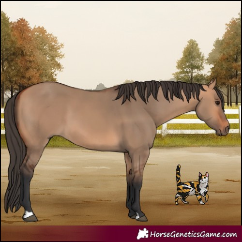 Horse Color:Bay Dun 