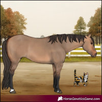 Horse Color:Bay Dun
