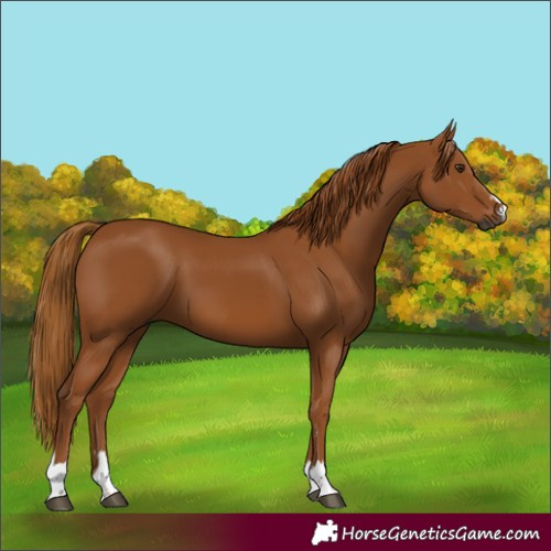 Horse Color:Gray Chestnut