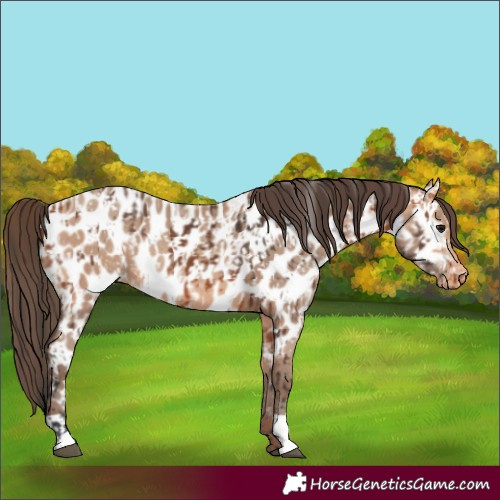 Horse Color:Bay Near Leopard and Amber Champagne Near Leopard