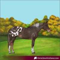 Horse Color:Liver Chestnut Tobiano Blanket