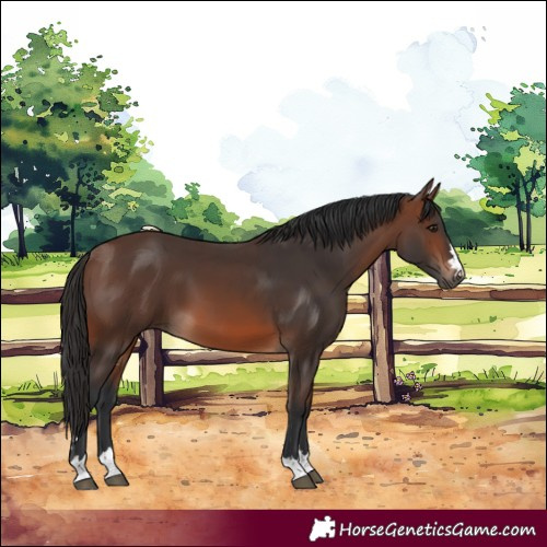 Horse Color:Brown