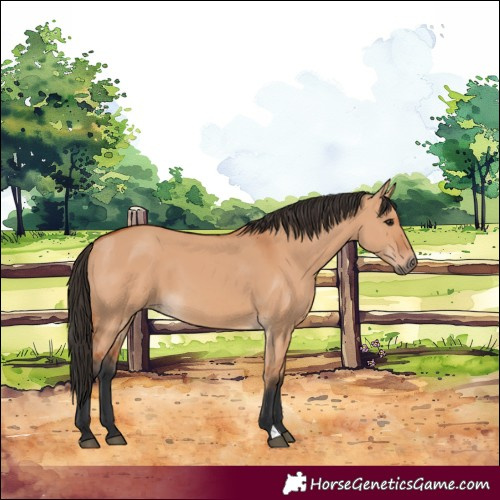 Horse Color:Bay Dun