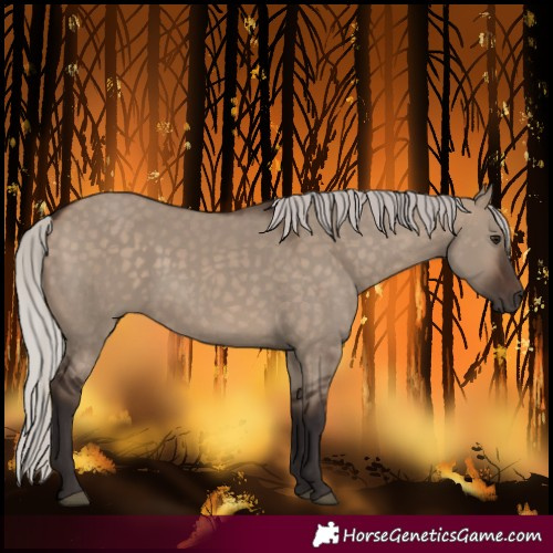 Horse Color:Silver Brown Dun 