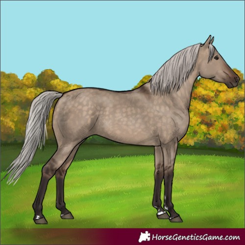 Horse Color:Silver Brown Dun 