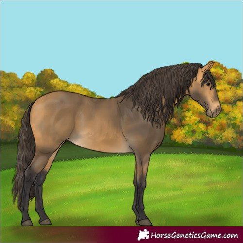 Horse Color:Buckskin