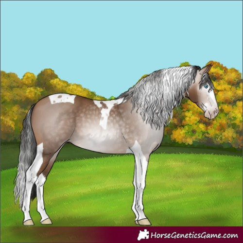 Horse Color:Gray Amber Champagne Splash Tobiano 